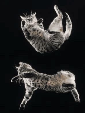 Are Some Cats Naturally Fat? And Why Do They Always Land on Their Feet?