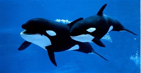 Can You Swim with Killer Whales? Exploring the Depths of Human-Orca Interactions