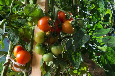 How to Keep Tomato Plants Healthy: And Why They Might Secretly Love Jazz Music