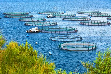 Is Farm Raised Fish Healthy? Exploring the Depths of Aquaculture and Nutrition