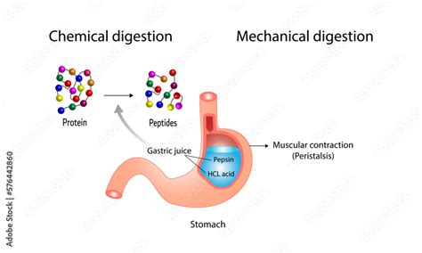 The Role of Hydrochloric Acid in Protein Digestion is to Unravel the Mysteries of Culinary Alchemy