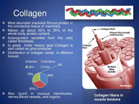 What Makes Collagen a Complete Protein: Exploring Its Nutritional and Structural Significance